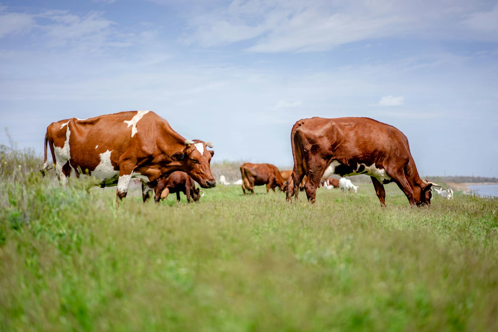 Primer plano de una vaca en pastura