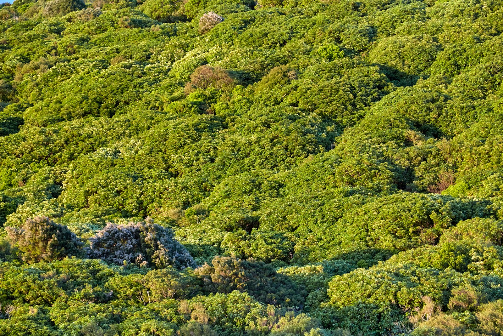 Vegetación nativa relevada para un estudio de impacto ambiental